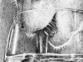 cat-drinking-water-web500--ruth-israel