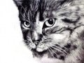 cat_portrait_ruth_israel
