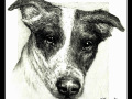 charlie-ruth-israel-pet-portrait
