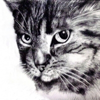 cat_portrait_ruth_israel